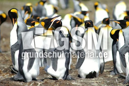 11-Königspinguin (33 von 84).jpg